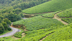 Coimbatore - Munnar - Coimbatore