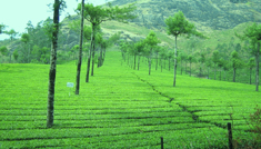 Coimbatore - Munnar - Coimbatore