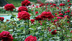 Coimbatore - Munnar - Coimbatore - 2N / 3D