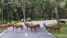 Coimbatore - Ooty - Wayanad - Calicut