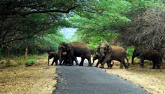 Coimbatore - Munnar - Ooty - Mysore