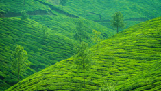 Coimbatore - Ooty - Munnar - Coimbatore